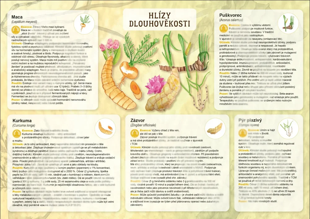 Dlouhověkost - hlízy 1