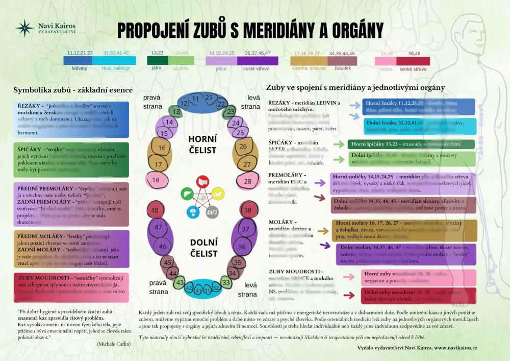 Propojení zubů s meridiány