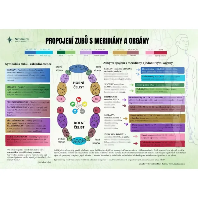 Propojení zubů s meridiány a orgány