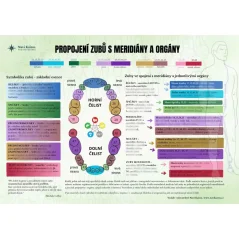 Propojení zubů s meridiány a orgány Propojení zubů s meridiány a orgány