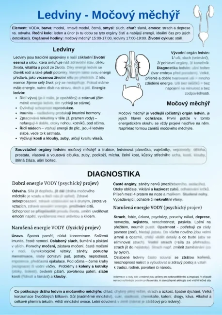 Ledviny a močový měchýř